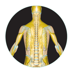 Massage Therapy Auckland, Gwen Phelps