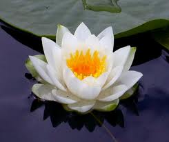Christine Adamson, Healing Practitioner Auckland Christine Adamson, Healing Practitioner Auckland