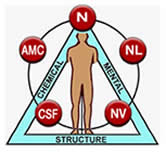 Applied Kinesiology | The Wellness Directory