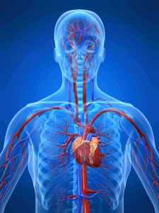 Heart Disease | The Wellness Directory