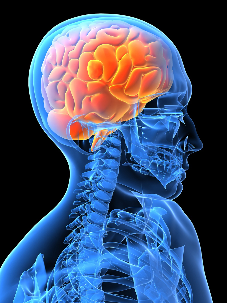 Top Nutritional tips for building a better brain article image
