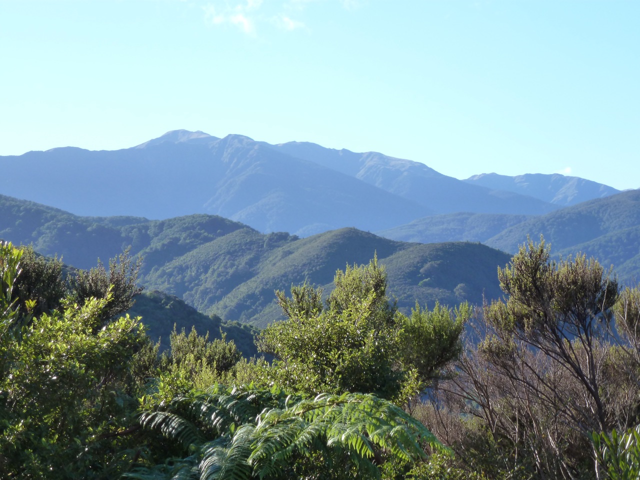 First Light Flower Essences of New Zealand - Medicine of Choice article image