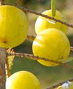 Ayurvedic Approach To Colds & Flu article image