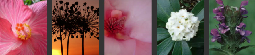 Flower Essences for you! article image