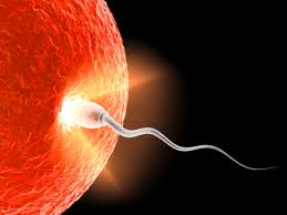 Understanding Conception article image