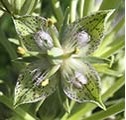 Flower Essences | East-West Center for Emotional Healing - Auckland